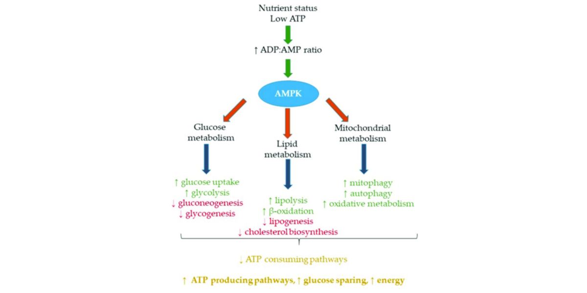 Attivazione AMPK