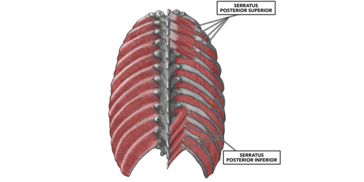 Serrato Posteriore