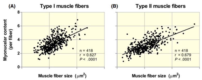 Fibre muscolari